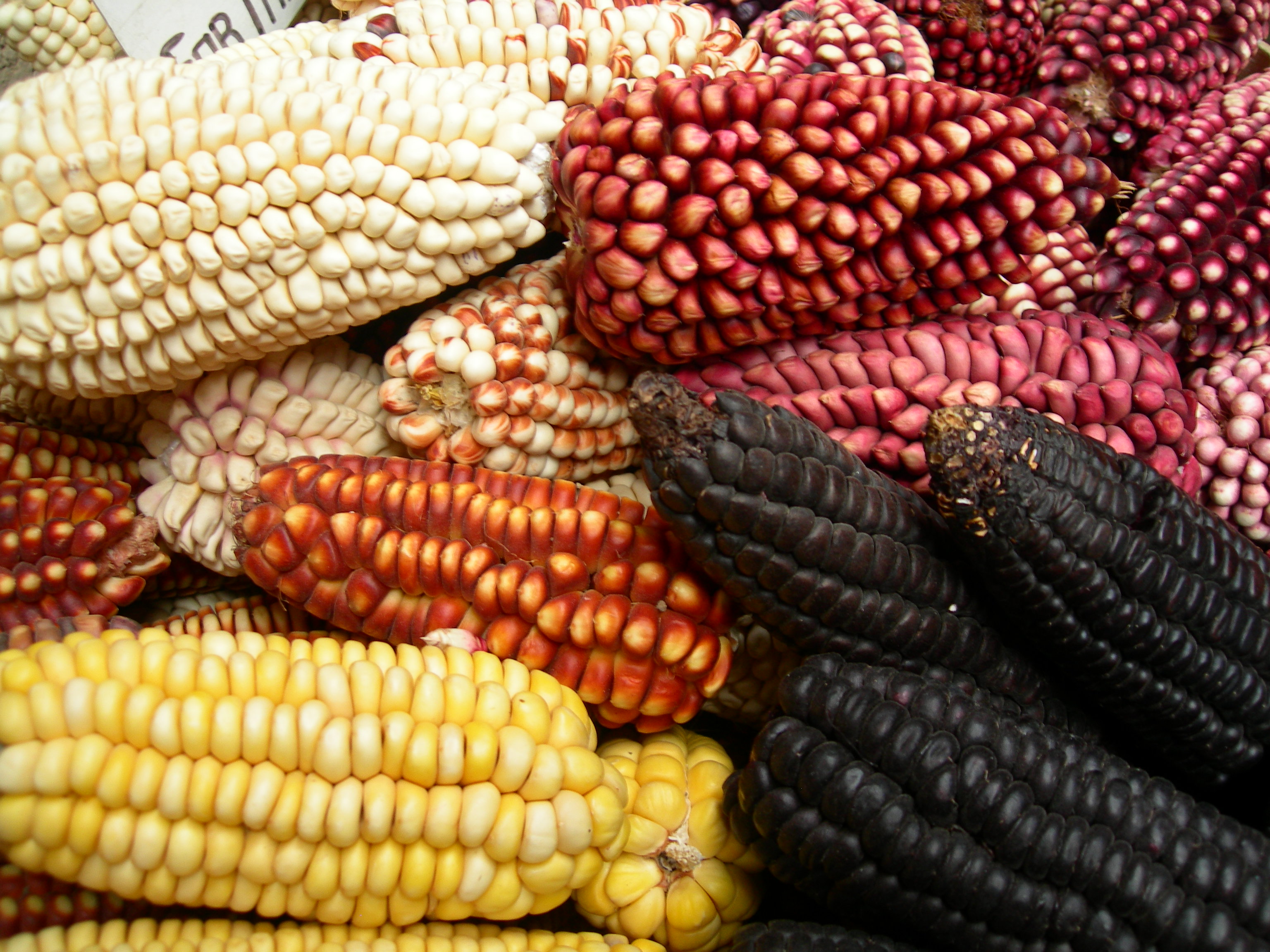 Collectif Tout un Plat (TuP)