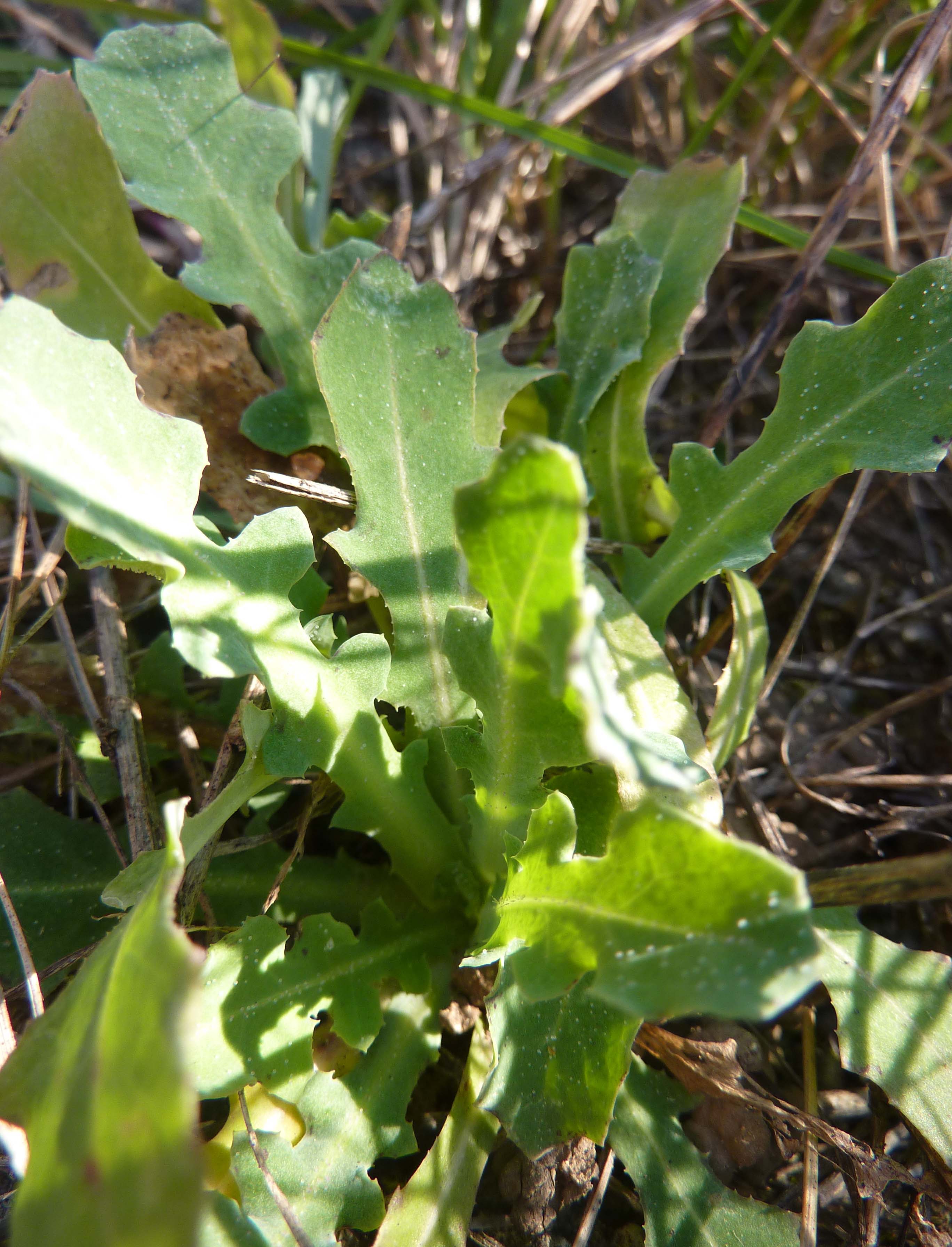 Salade sauvage