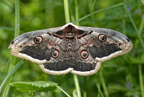 papillon nocturne