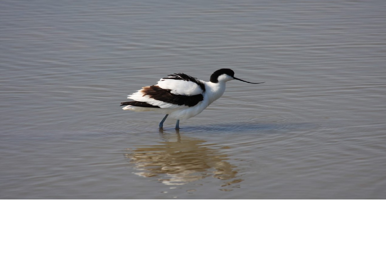 Avocette élégante