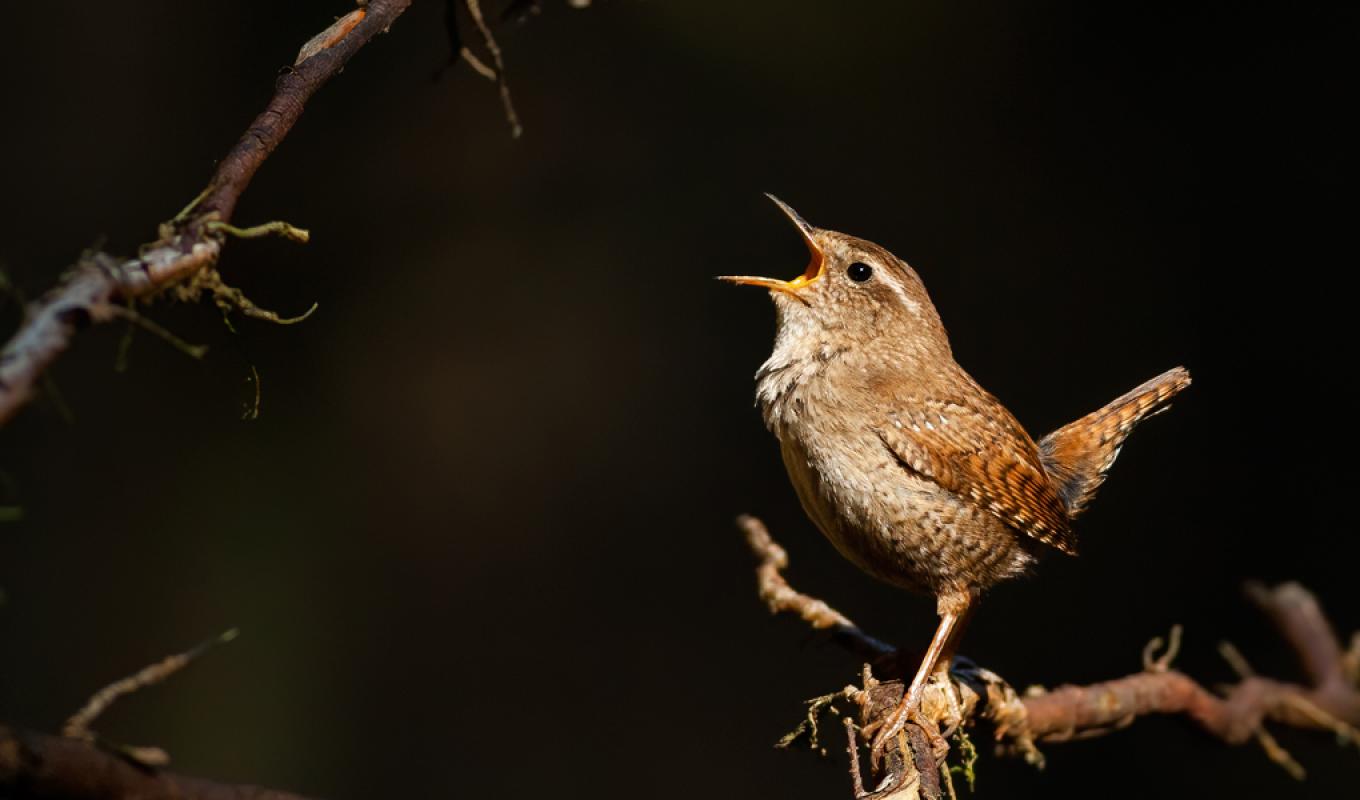 Chant d'oiseau