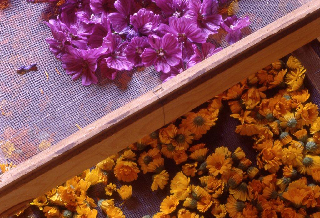 Fleurs rose et jaune séchées