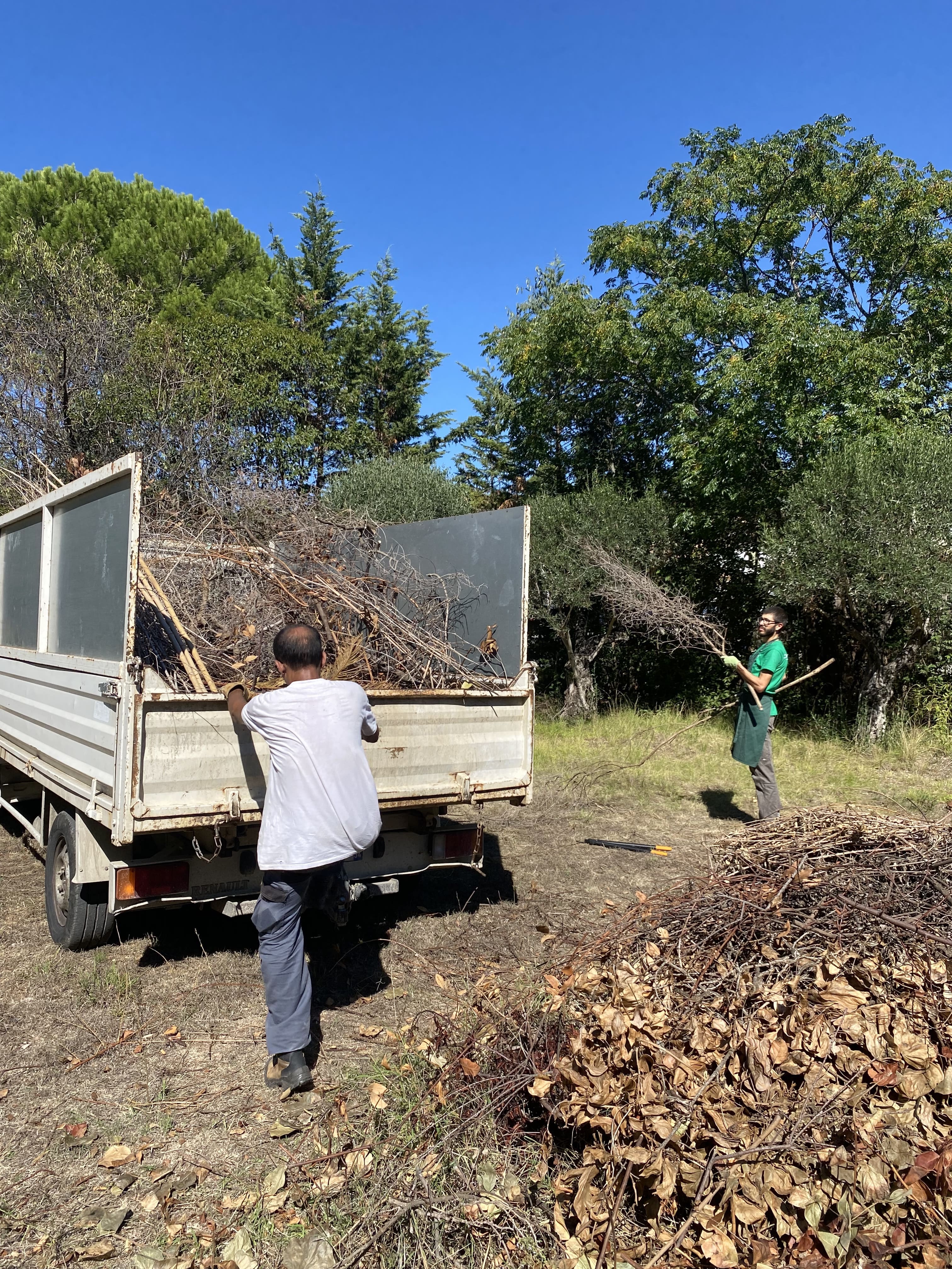 Récupération de déchets de jardin pour la haie sèche
