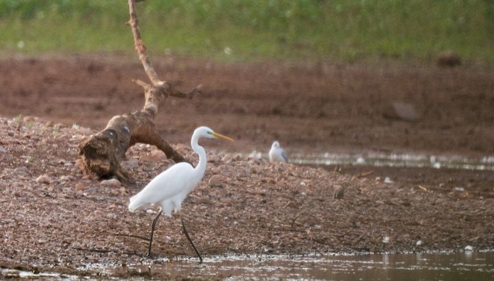 Grande Aigrette