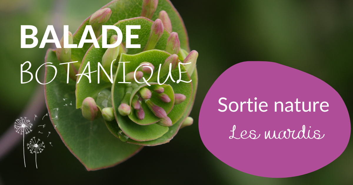 Image du programme balade botanique