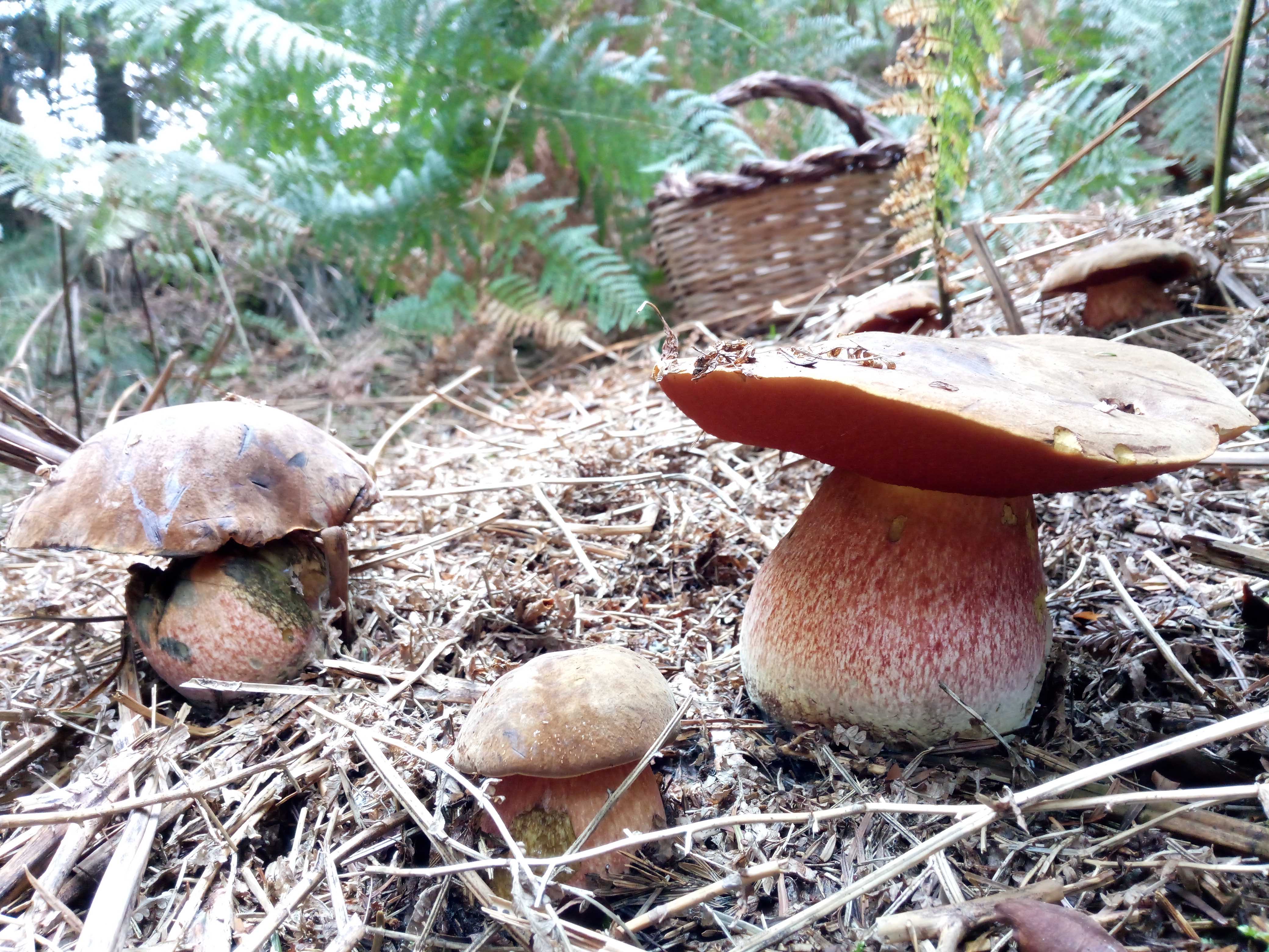 Bolet à pied rouge