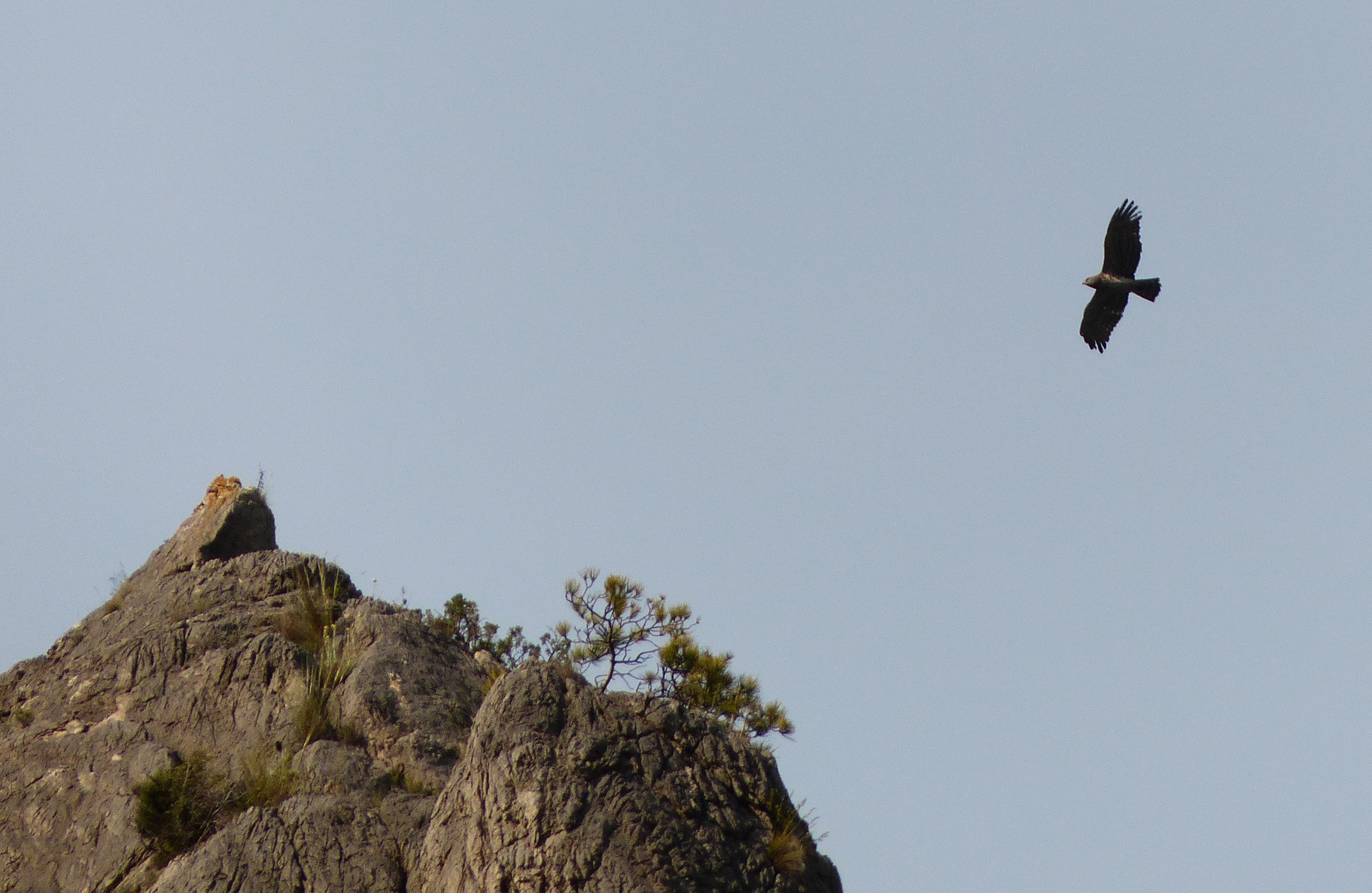 Sortie oiseaux