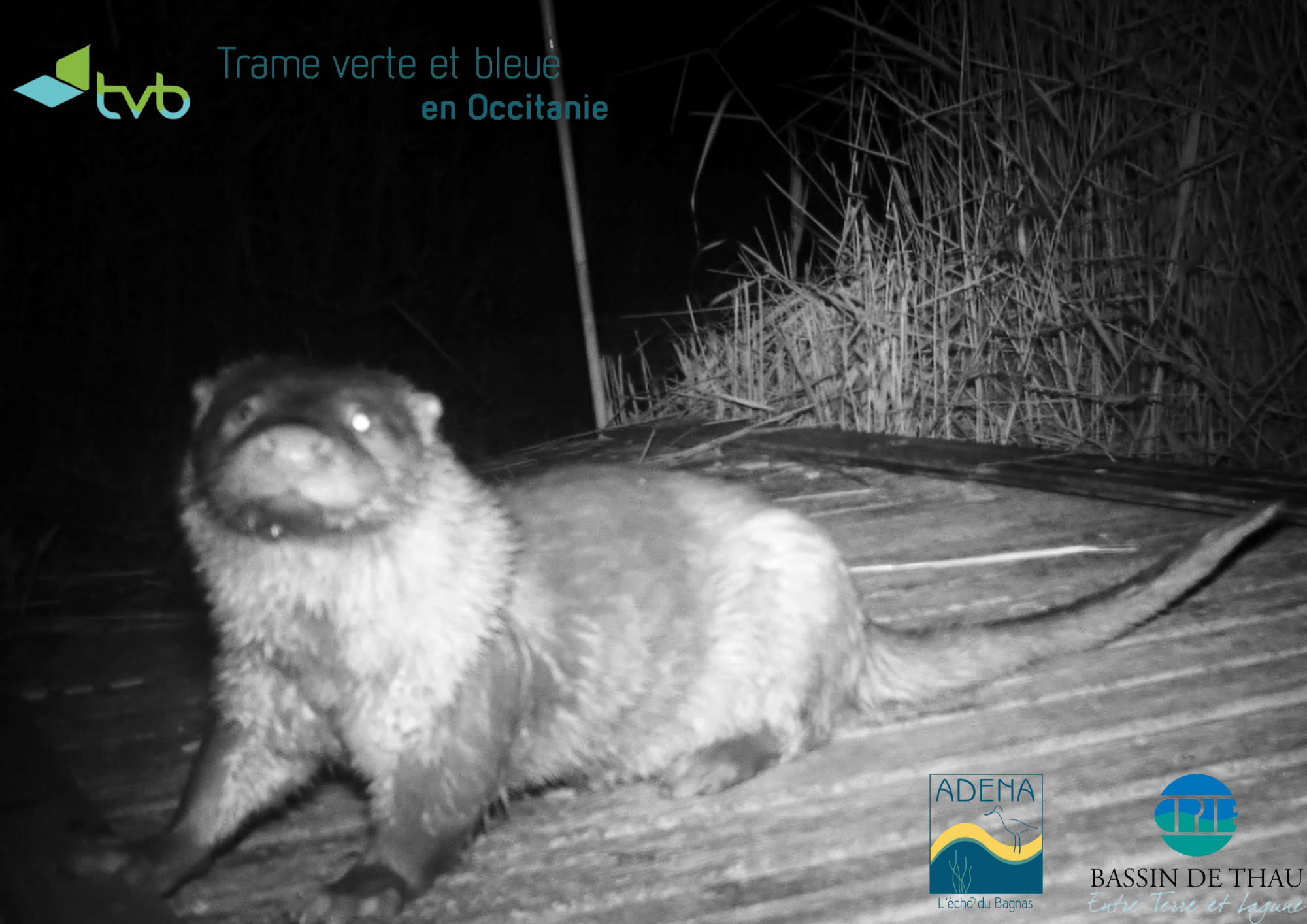 Une loutre sur un ponton du Bagnas et photographié par piège photo, fixant la caméra
