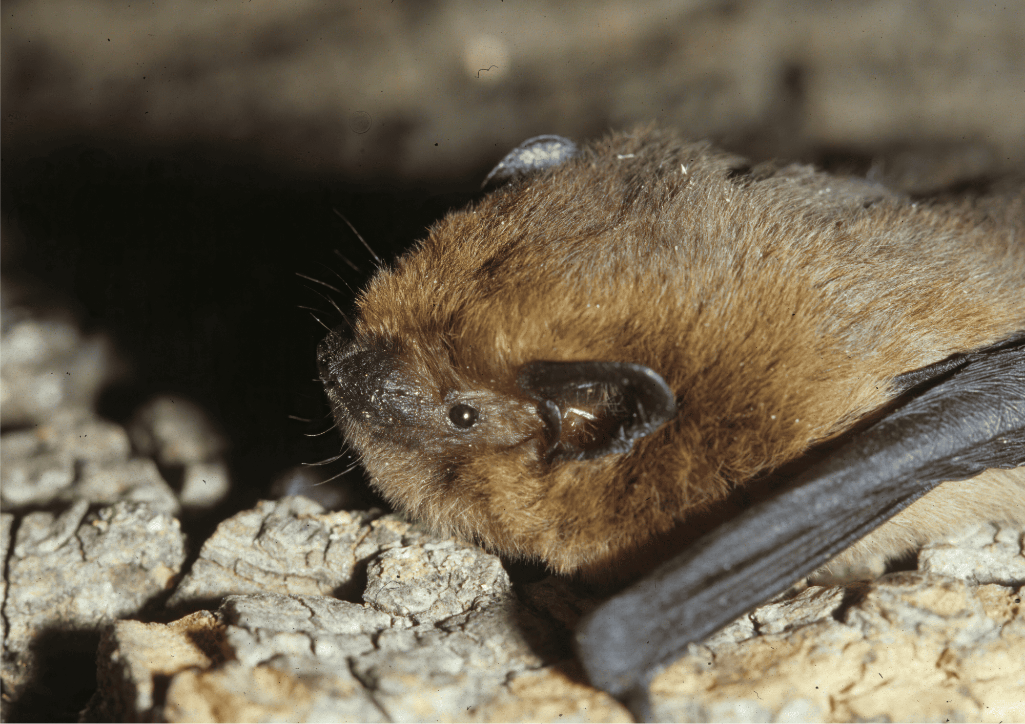 Pipistrelle