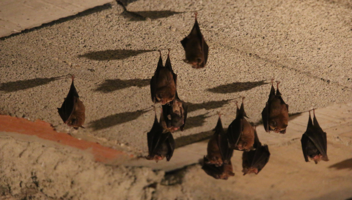 Chauves-souris