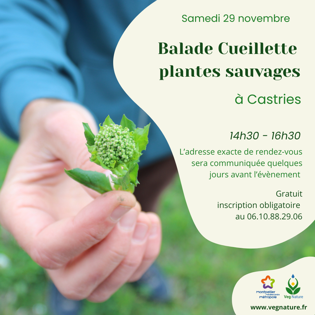 Balade Cueillette plantes sauvages