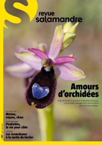 image de couverture / orchidée