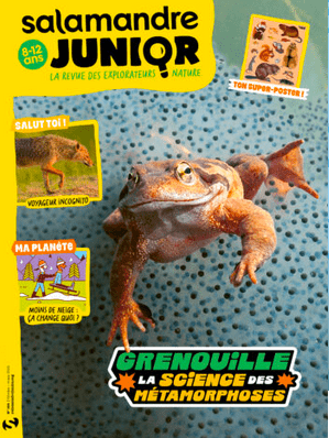 grenouille
